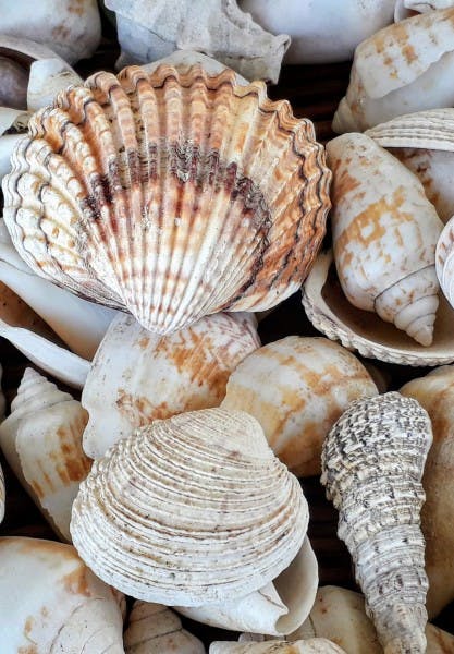 Close-up of shells.