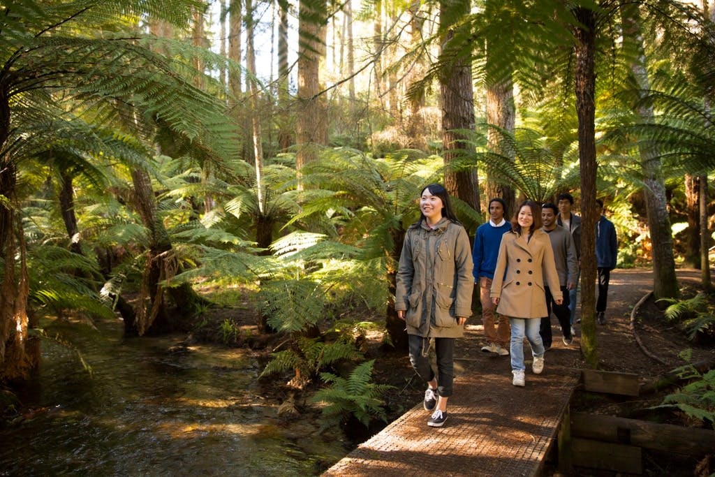 A group of international students walking through the New Zealand rainforest.